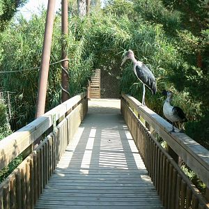 Réserve africaine de Sigean - African giant walkthrough aviary - Marabou stork and comb duck trap !
