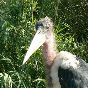 Réserve africaine de Sigean - African giant walkthrough aviary - Bright-billed marabou stork