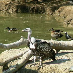 Réserve africaine de Sigean - African giant walkthrough aviary - Rueppell's vulture, blacksmith lapwing, white-faced whistling duck, northen shovelers
