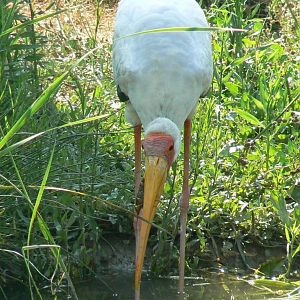 Réserve africaine de Sigean - African giant walkthrough aviary - Yellow-billed stork