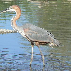 Réserve africaine de Sigean - African giant walkthrough aviary - Goliath heron hunting
