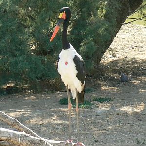 Réserve africaine de Sigean - African giant walkthrough aviary - Saddle-billed stork