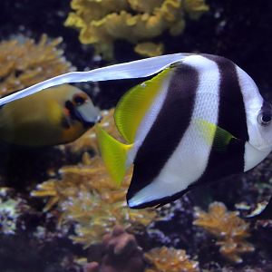 Heniochus diphreutes or Heniochus acuminatus?