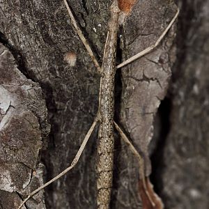 Stick bug ID - Found near Barcelona