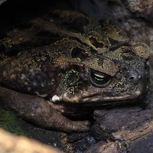 Toad ID - Labeled as "Rhinella maxima" but it looks an outdated name