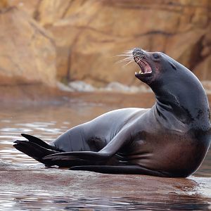Californian Sea Lion @ YWP