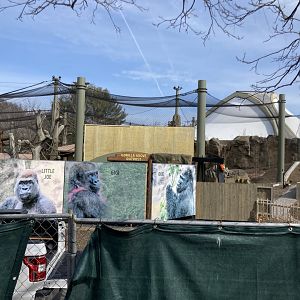 Gorilla exhibit construction