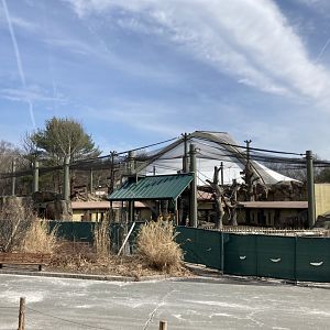 Gorilla exhibit construction