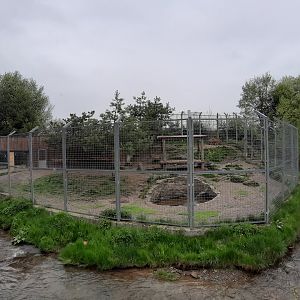 Amur tiger enclosure