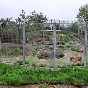 Amur tiger enclosure