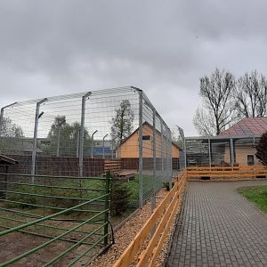 Exhibit of lions and pumas