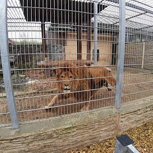 Exhibit of lions and pumas