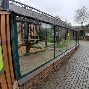 Exhibit of lions and pumas