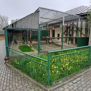 Exhibit of lions and pumas