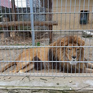 Exhibit of lions and pumas