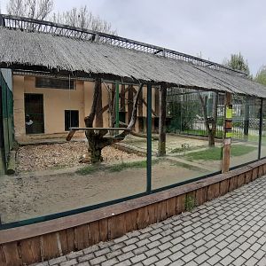 Exhibit of lions and pumas