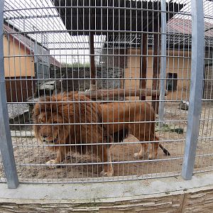 Exhibit of lions and pumas