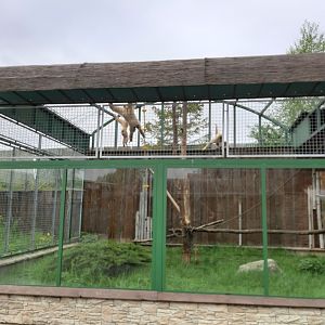 Gibbon aviary