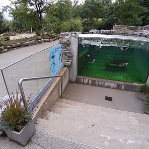 Penguin exhibit