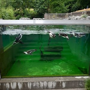 Penguin exhibit