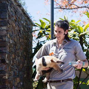 Animal Ambassador Stage Tamandua