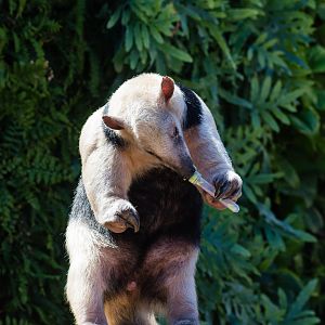 Animal Ambassador Stage Tamandua