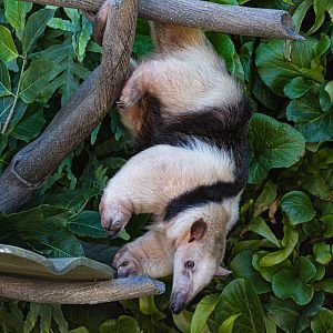 Animal Ambassador Stage Tamandua