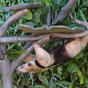 Animal Ambassador Stage Tamandua