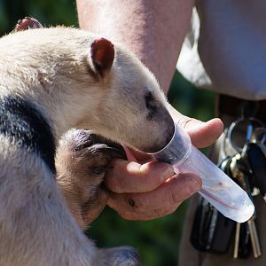 Animal Ambassador Stage Tamandua
