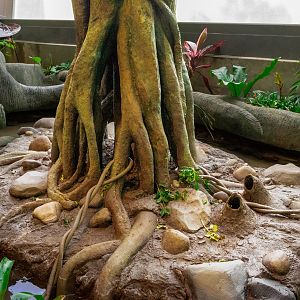 Leafcutter Ants Habitat