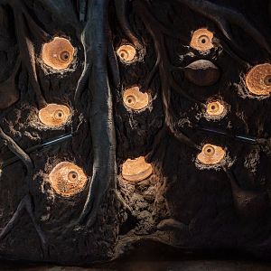 Leafcutter Ants Habitat