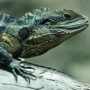 Australian Water Dragon / 14-3-22 / Hamerton