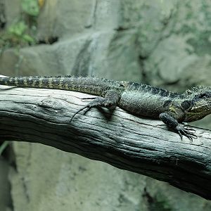 Australian Water Dragon / 14-3-22 / Hamerton
