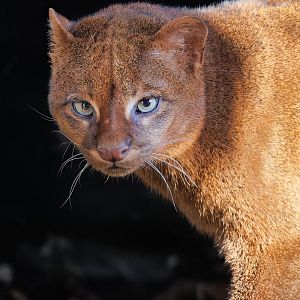 Jaguarundi / 14-3-22 / Hamerton