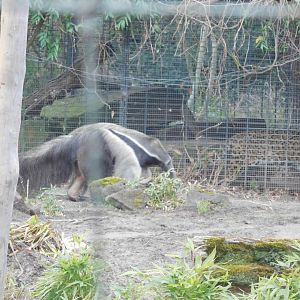 Giant Anteater & Jaguar