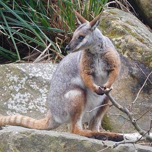 Yellow-footed Rock Wallaby