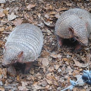 Six-banded Armadillos