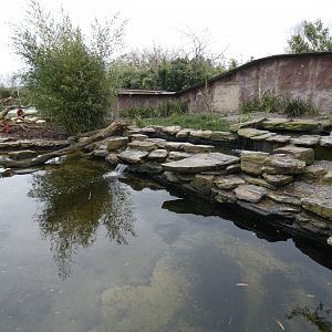 Asian short-clawed otter pool