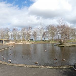 South America walk-through enclosure