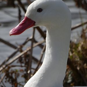 Coscoroba swan