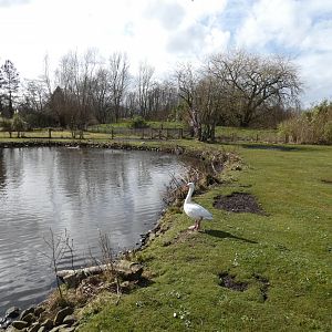 Coscoroba swan enclosure