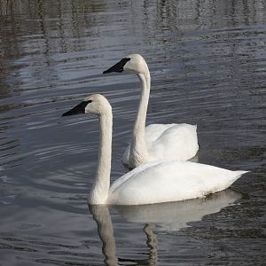 Trumpeter swans