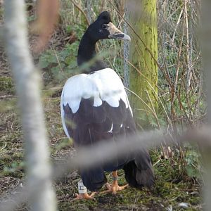 Magpie goose