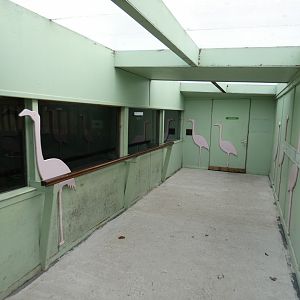 Greater flamingo indoor viewing area