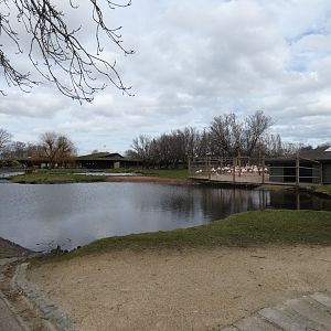 Greater flamingo walk-through enclosure