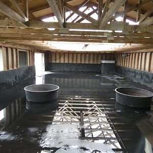 Greater flamingo house