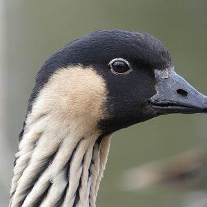 Hawaiian goose close-up