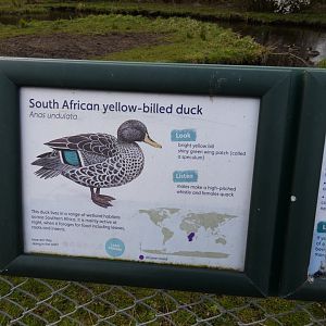 Yellow-billed duck signage
