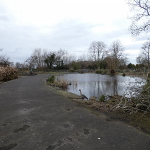 Hawaiian goose enclosure