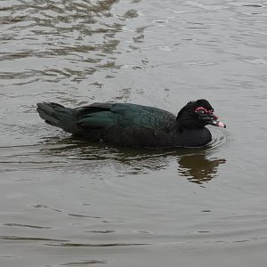 Muscovy duck